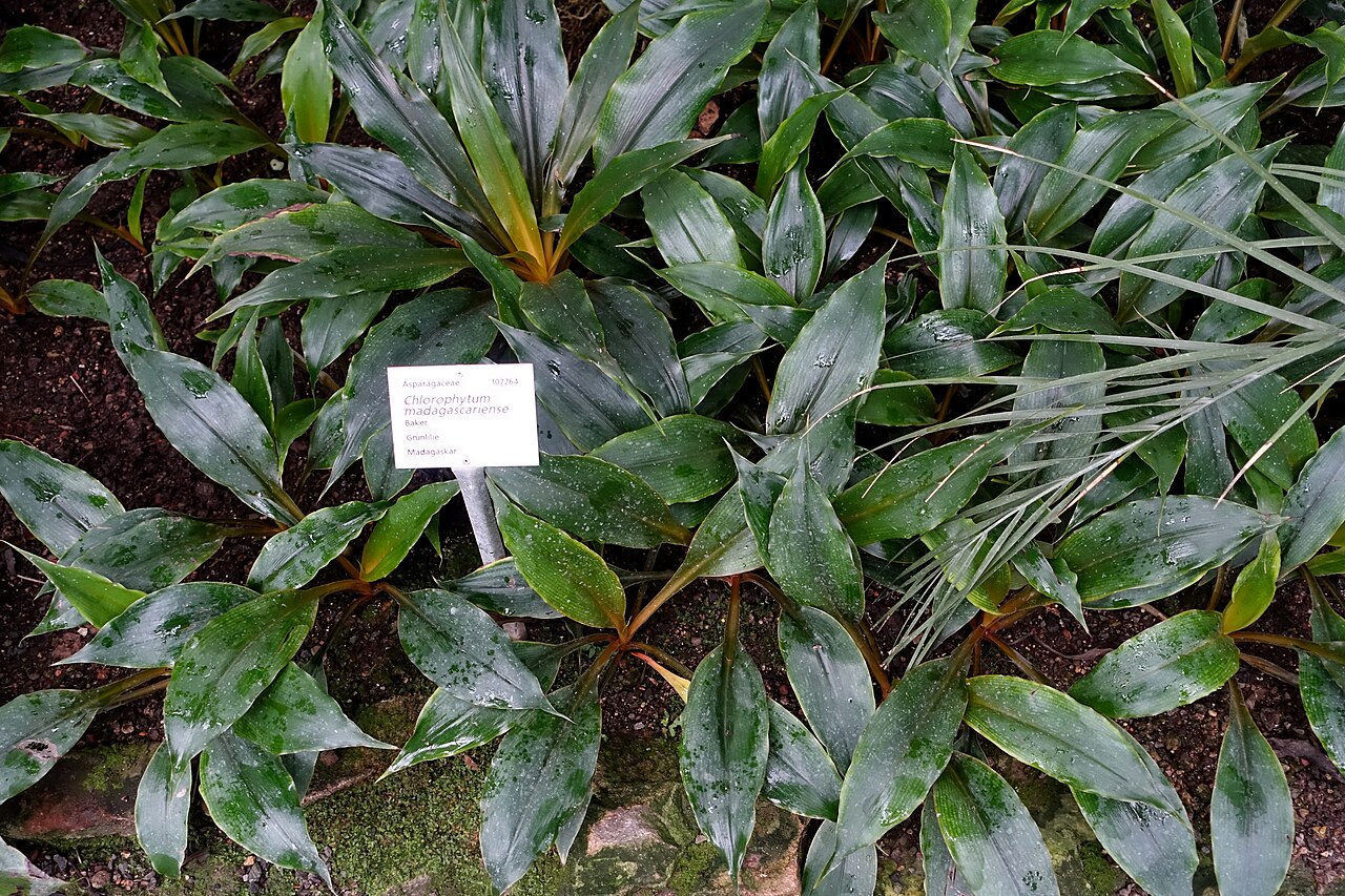 Chlorophytum madagascariense: Botanical specimen in the Botanischer Garten - Heidelberg, Germany.