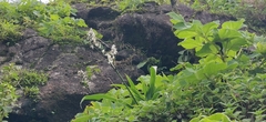 Chlorophytum malabaricum (Chlorophytum malabaricum)