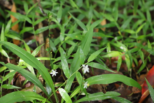 Chlorophytum modestum (Chlorophytum modestum)