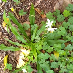 Chlorophytum modestum (Chlorophytum modestum)