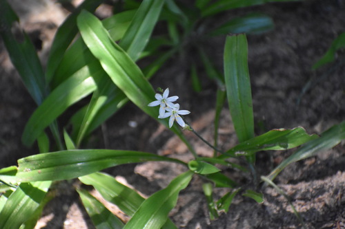 Chlorophytum modestum (Chlorophytum modestum)