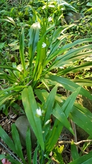 Chlorophytum modestum (Chlorophytum modestum)