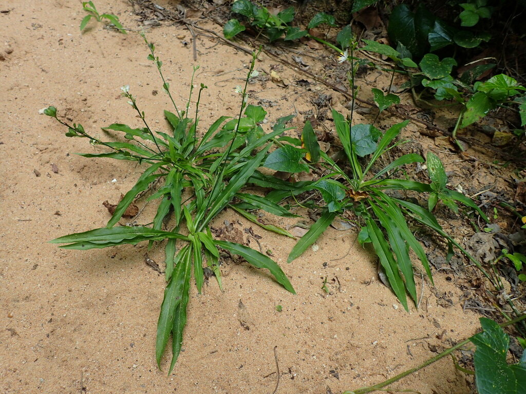 Chlorophytum modestum (Chlorophytum modestum)