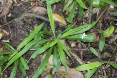Chlorophytum modestum (Chlorophytum modestum)