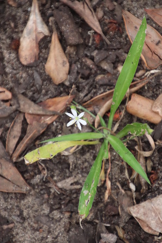 Chlorophytum modestum (Chlorophytum modestum)
