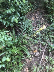 Chlorophytum modestum (Chlorophytum modestum)