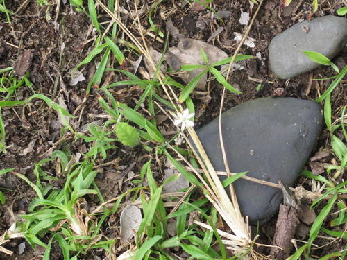 Chlorophytum modestum (Chlorophytum modestum)