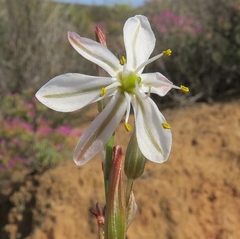 Chlorophytum namaquense (Chlorophytum namaquense)