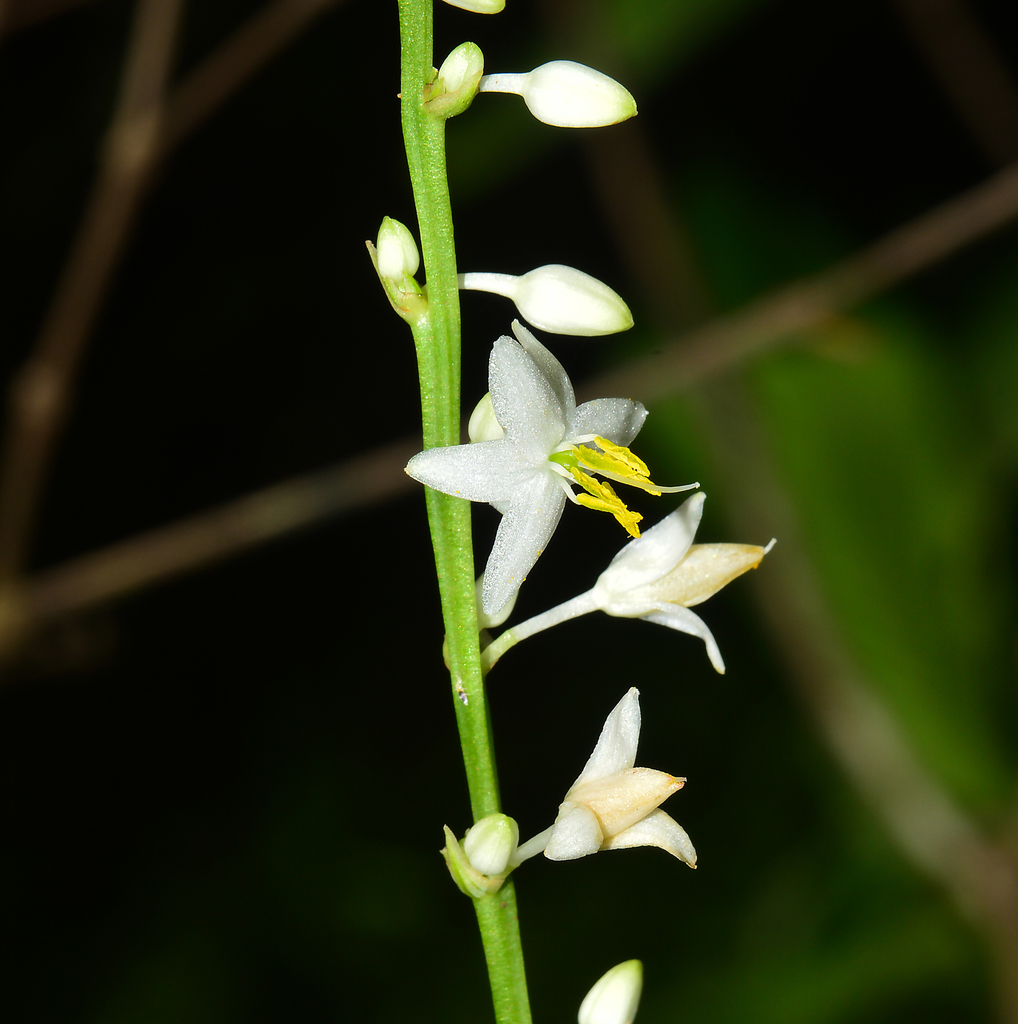 Chlorophytum nimmonii (Chlorophytum nimmonii)