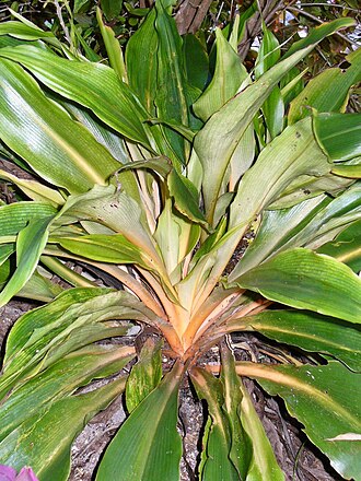 Chlorophytum orchidastrum: Chlorophytum orchidastrum South Miami, FL, USA