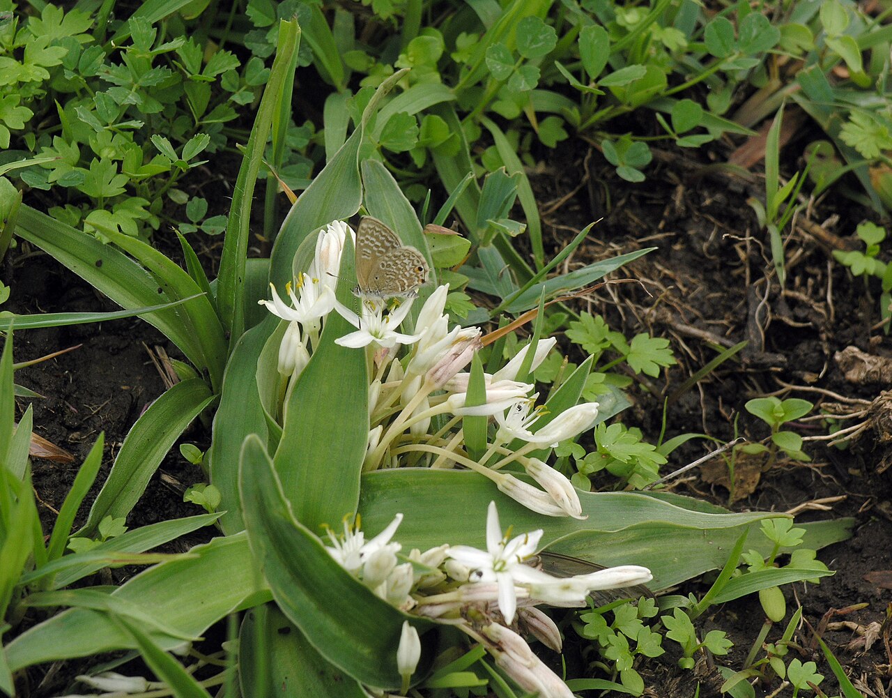 Chlorophytum tetraphyllum: Chlorophytum tetraphyllum