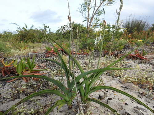 Chlorophytum triflorum (Chlorophytum triflorum)