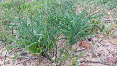 Chlorophytum triflorum (Chlorophytum triflorum)