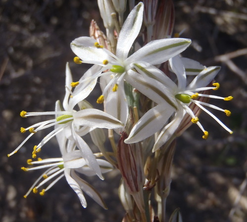 Chlorophytum triflorum (Chlorophytum triflorum)