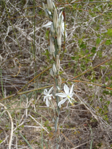 Chlorophytum triflorum (Chlorophytum triflorum)
