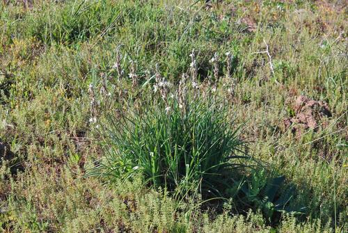 Chlorophytum triflorum (Chlorophytum triflorum)