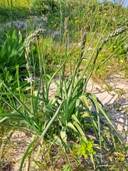 Chlorophytum triflorum (Chlorophytum triflorum)