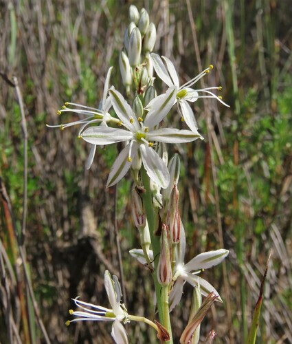 Chlorophytum triflorum (Chlorophytum triflorum)