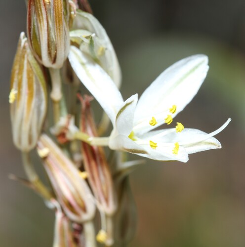 Chlorophytum triflorum (Chlorophytum triflorum)