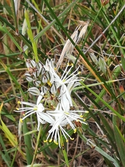 Chlorophytum triflorum (Chlorophytum triflorum)