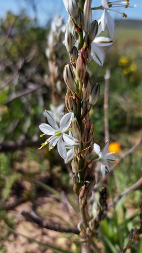 Chlorophytum triflorum (Chlorophytum triflorum)