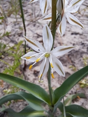 Chlorophytum triflorum (Chlorophytum triflorum)
