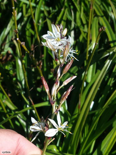 Chlorophytum triflorum (Chlorophytum triflorum)