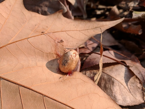 Choerospondias axillaris (Choerospondias axillaris)