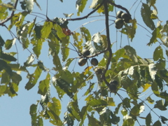 Choerospondias axillaris (Choerospondias axillaris)