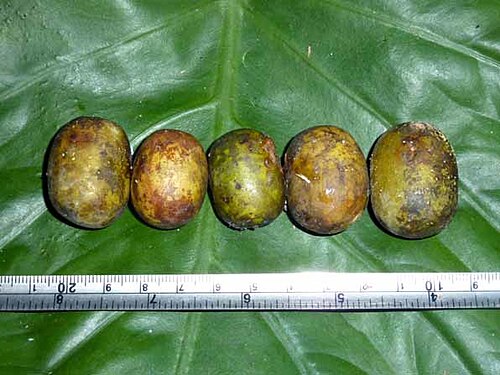 Choerospondias axillaris: This photo of the ripe fruits of Choerospondias axillaris (Family Anacardiaceae), locally known as Lepchipoma in Assamese was taken in Namdapha National Park an