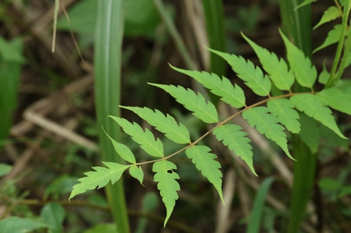 Choerospondias axillaris (Choerospondias axillaris)