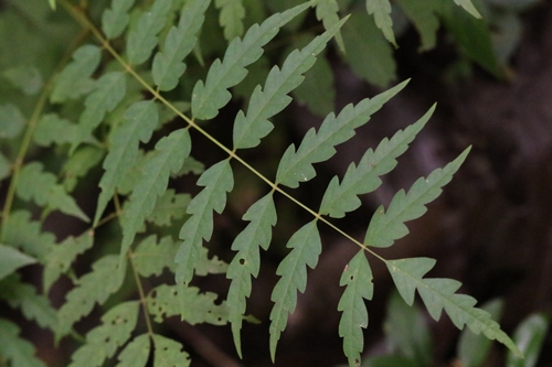 Choerospondias axillaris (Choerospondias axillaris)
