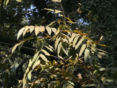 Choerospondias axillaris (Choerospondias axillaris)