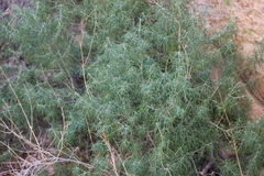 Starleaf Mexican orange (Choisya arizonica)
