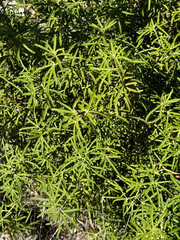 Starleaf Mexican orange (Choisya arizonica)