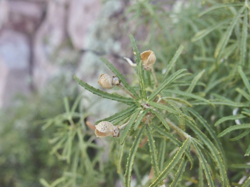 Starleaf Mexican orange (Choisya arizonica)