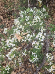 Starleaf Mexican orange (Choisya arizonica)