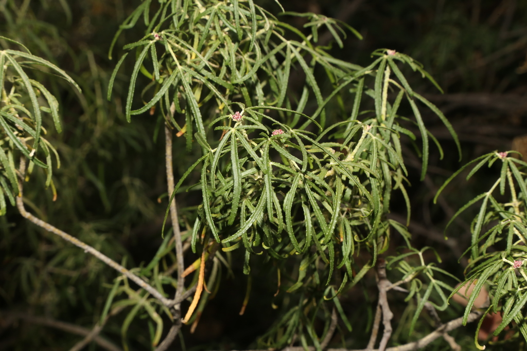 Starleaf Mexican orange (Choisya arizonica)