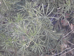Mexican orange (Choisya dumosa)