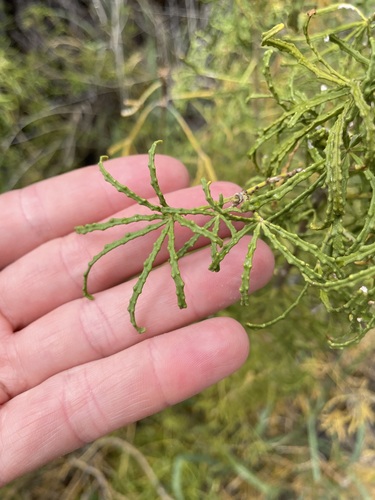Mexican orange (Choisya dumosa)