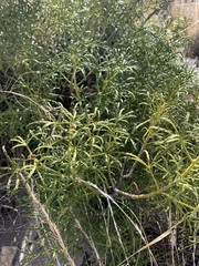 Mexican orange (Choisya dumosa)