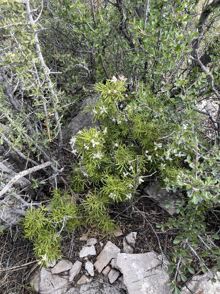 Mexican orange (Choisya dumosa)