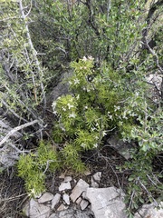 Mexican orange (Choisya dumosa)
