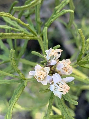 Mexican orange (Choisya dumosa)
