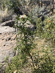 Mexican orange (Choisya dumosa)