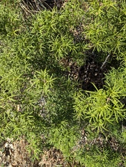 Mexican orange (Choisya dumosa)