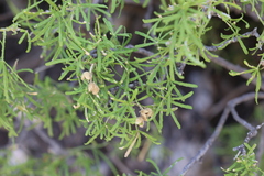 Mexican orange (Choisya dumosa)