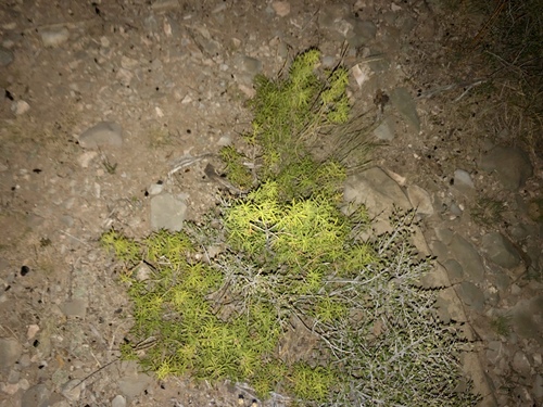 Mexican orange (Choisya dumosa)