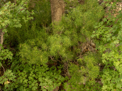 Mexican orange (Choisya dumosa)