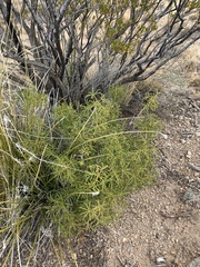 Mexican orange (Choisya dumosa)